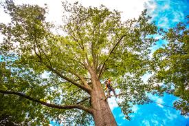 Best Tree Mulching  in Lafayette, CA