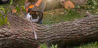 Best Tree and Shrub Care  in Lafayette, CA