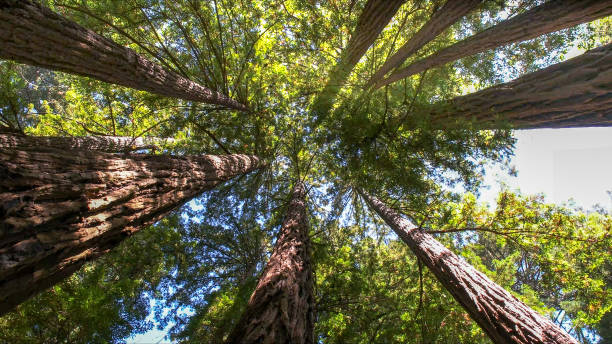 Best Leaf Removal  in Lafayette, CA