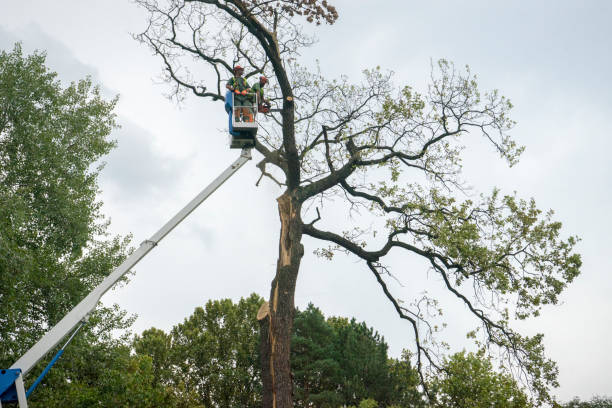 Best Hedge Trimming  in Lafayette, CA