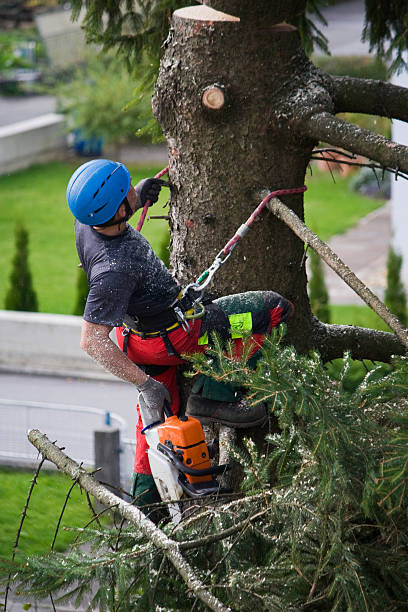 How Our Tree Care Process Works  in  Lafayette, CA