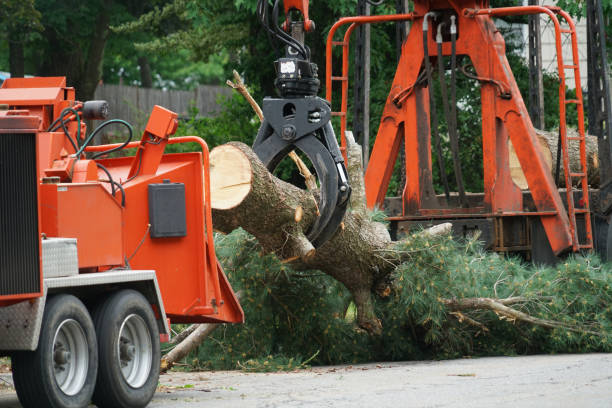 Organic Lawn Care Solutions in Lafayette, CA