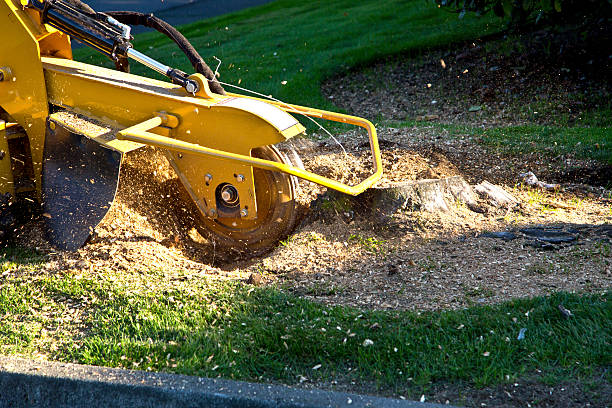 Best Root Management and Removal  in Lafayette, CA