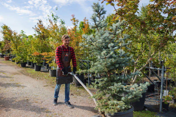  Lafayette, CA Tree Care Services Pros