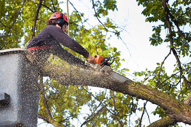 Best Tree Removal  in Lafayette, CA